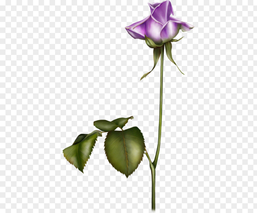 Flower Garden Roses Blue Violet PNG