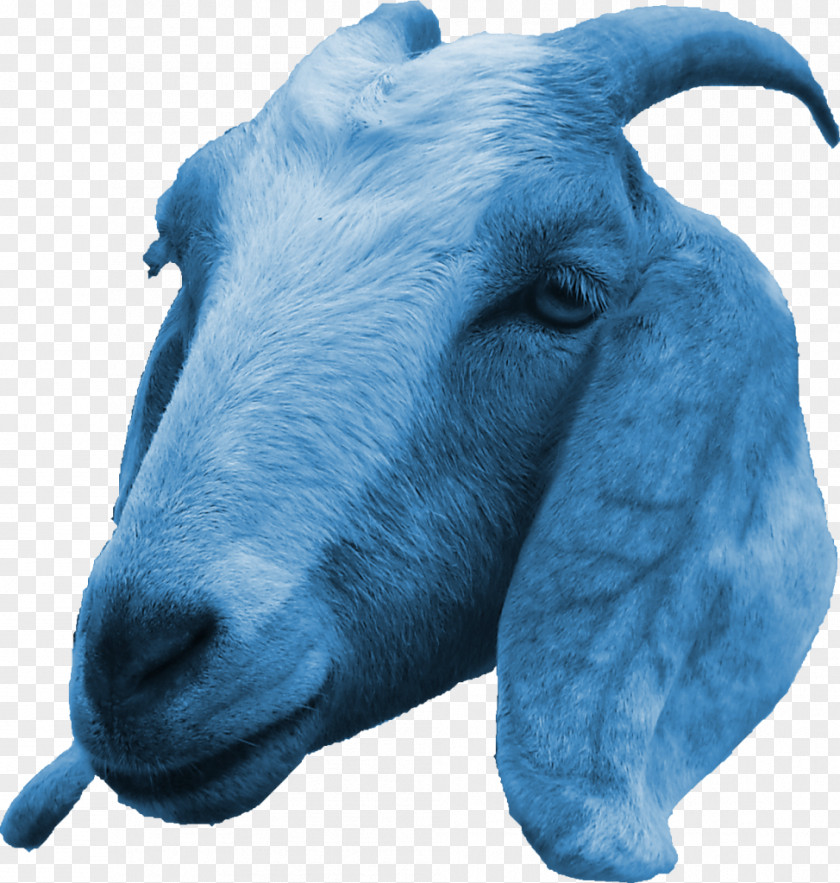 Goat Scapegoat Cattle Sheep Caprinae PNG
