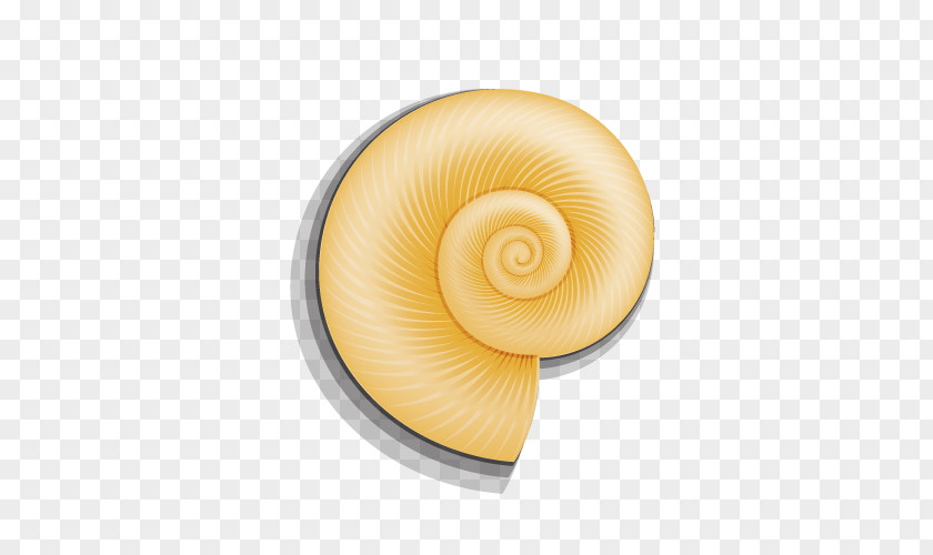 Golden Snail Shell Seashell PNG