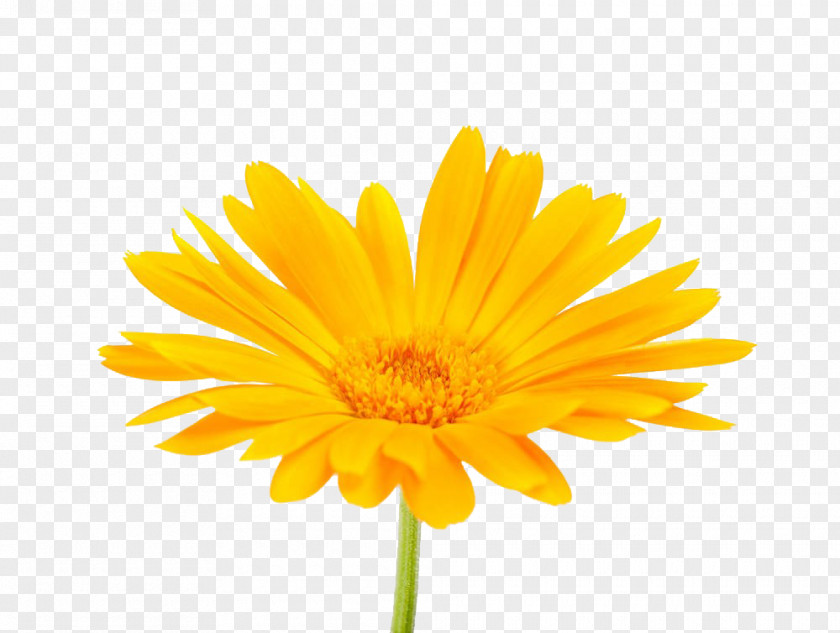 South African Marigold Photography Calendula Officinalis Mexican Flower Stock PNG