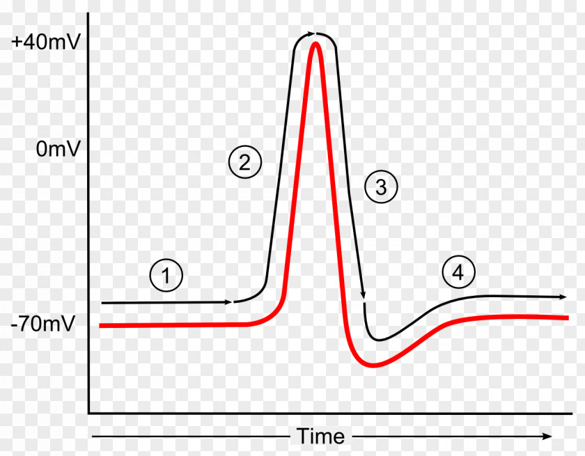 Action Potential Diagram Repolarization Hyperpolarization PNG potential Hyperpolarization, action clipart PNG