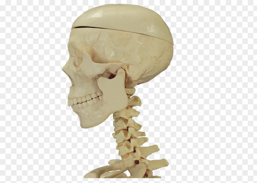 Anatomia Bone Skull Human Anatomy PNG