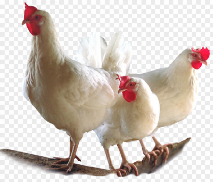 Chicken Broiler Bird Poultry Farming PNG