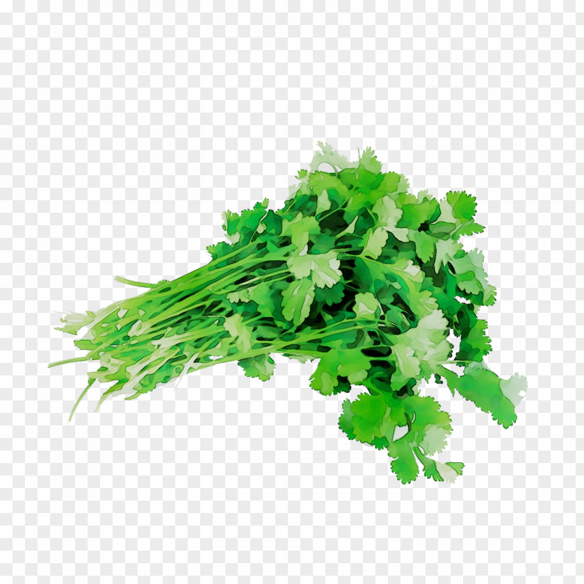 Coriander Parsley Herbalism Rapini PNG