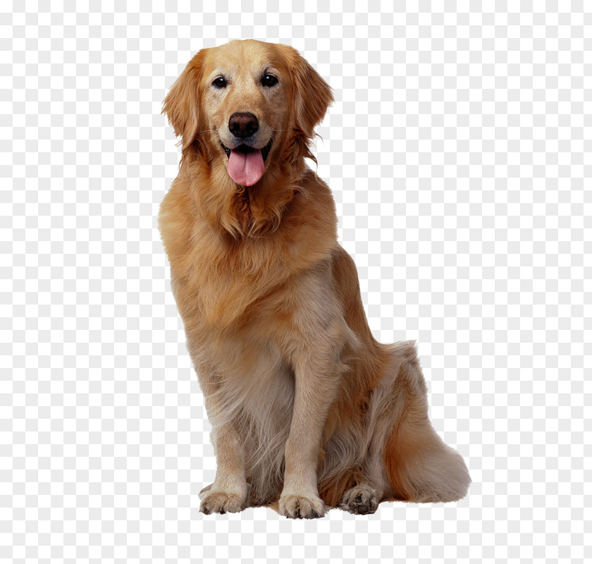 Golden Retriever Basenji Pet Sitting Puppy Dog Whistle PNG