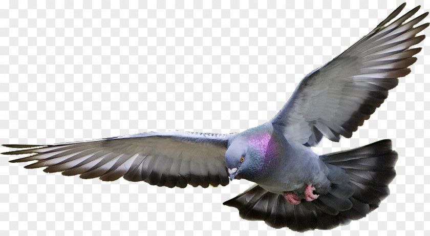 Pigeon Picture Columbidae Clip Art PNG