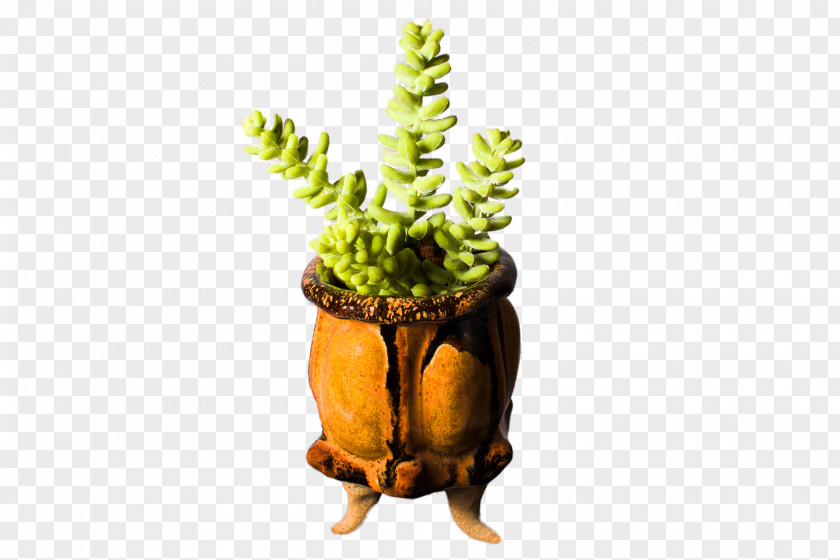 Suculent Flowerpot Plant Organism PNG
