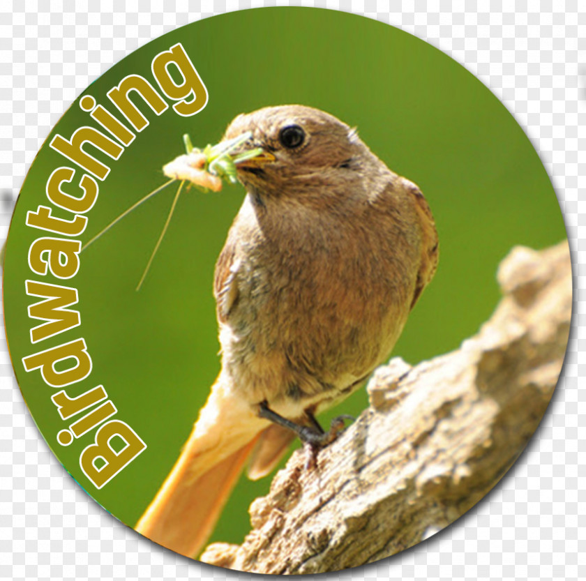 Bird Watching Ortolan Bunting Finches Wren Beak PNG