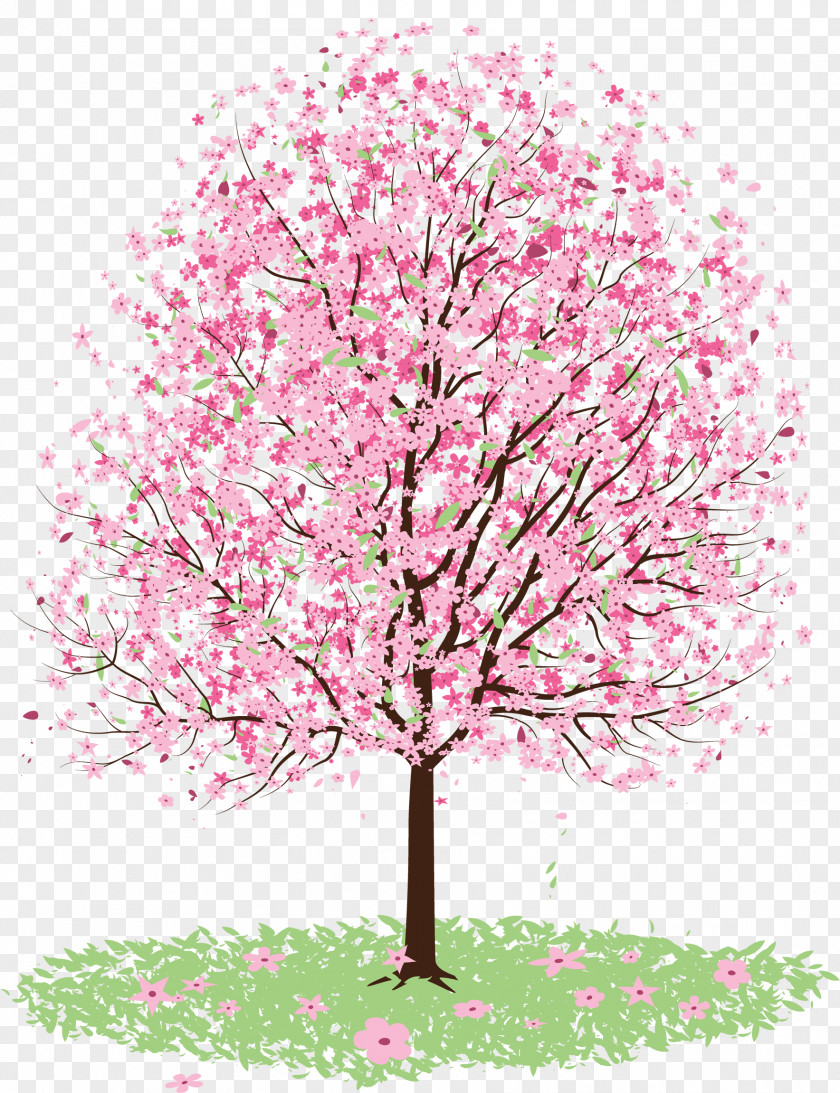 Cherry Blossom Tree Drawing PNG