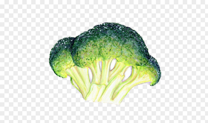 Hand-painted Broccoli Leaf Vegetable Food Illustration PNG