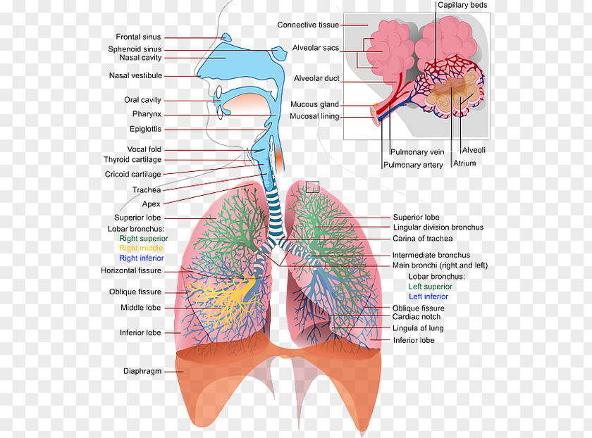 Heart The Respiratory System Respiration Anatomy Human Skeleton PNG