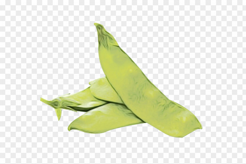 Legume Leaf Snow Background PNG