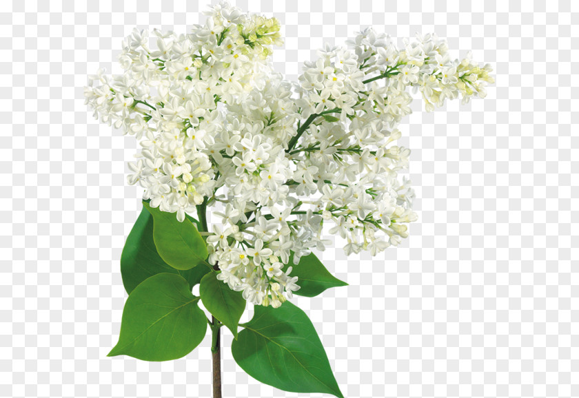 White Lilac Flower Bouquet Common PNG