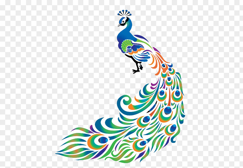 Feather Drawing Peafowl Clip Art Graphics PNG