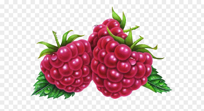 Hand-painted Purple Raspberries Raspberry Fruit Boysenberry Illustration PNG