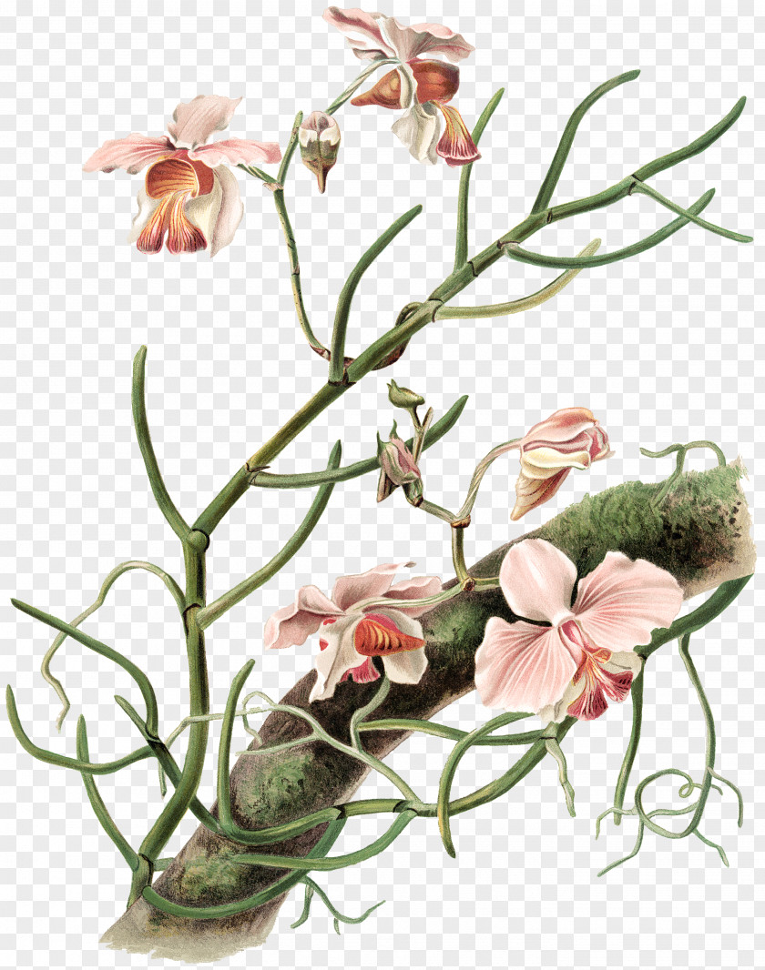 Orchid TREE NYPL Public Library Floral Design Vintage PNG