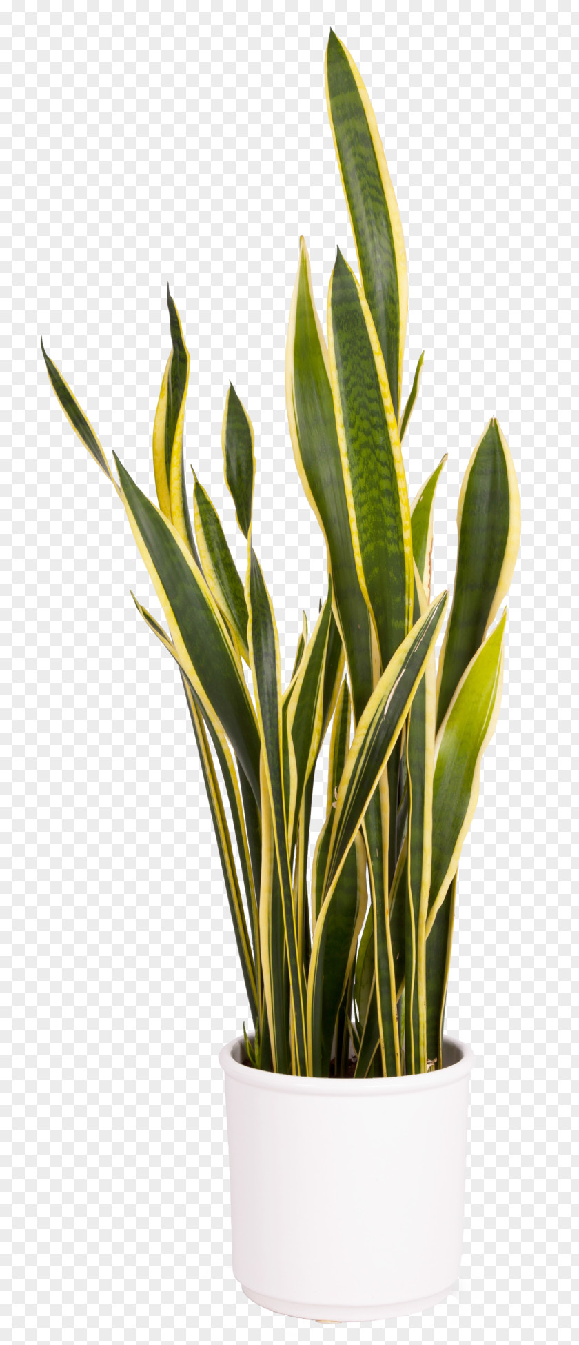 Plant Viper's Bowstring Hemp Houseplant Evergreen Cupressaceae PNG