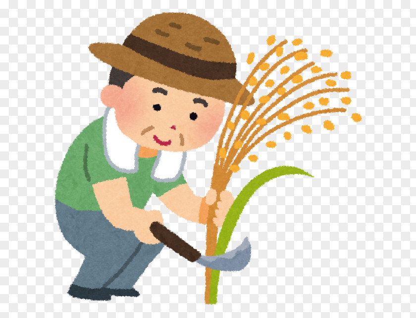 Satildeo Pedro Rice Harvest Agriculture Paddy Field Straw PNG