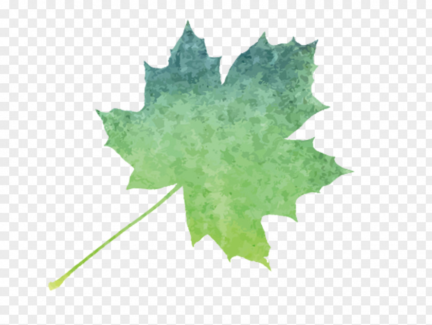 Adrift Watercolor Maple Leaf Painting Image Vector Graphics PNG