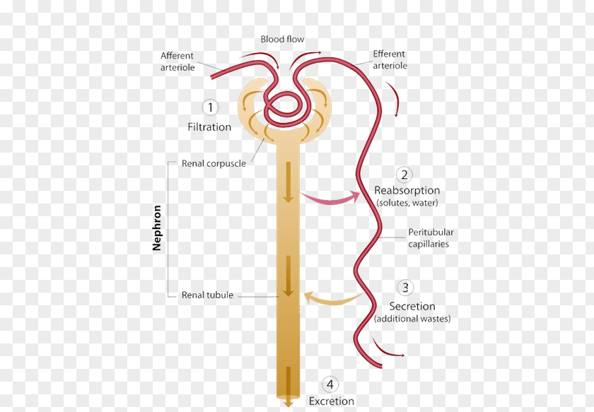 Excretory System The Reabsorption Nephron Urine PNG