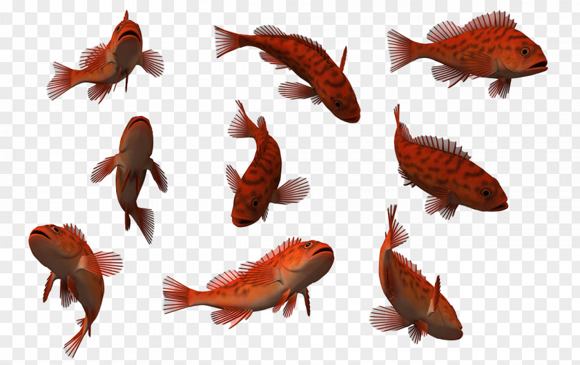 Fish Clip Art Saltwater Stock Photography PNG