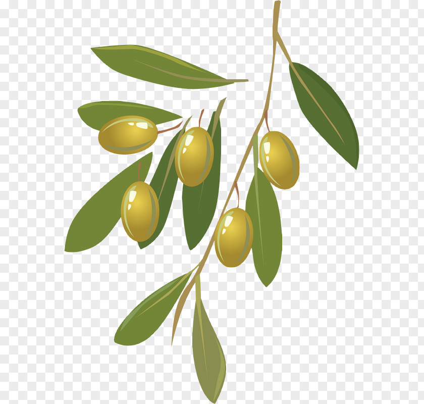 Olives Wine Olive Oil PNG