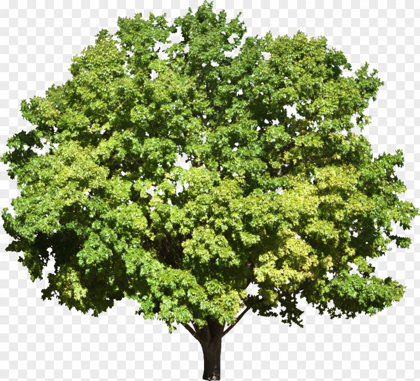 Tree Bixby National Technical University Of Athens Building Architect PNG