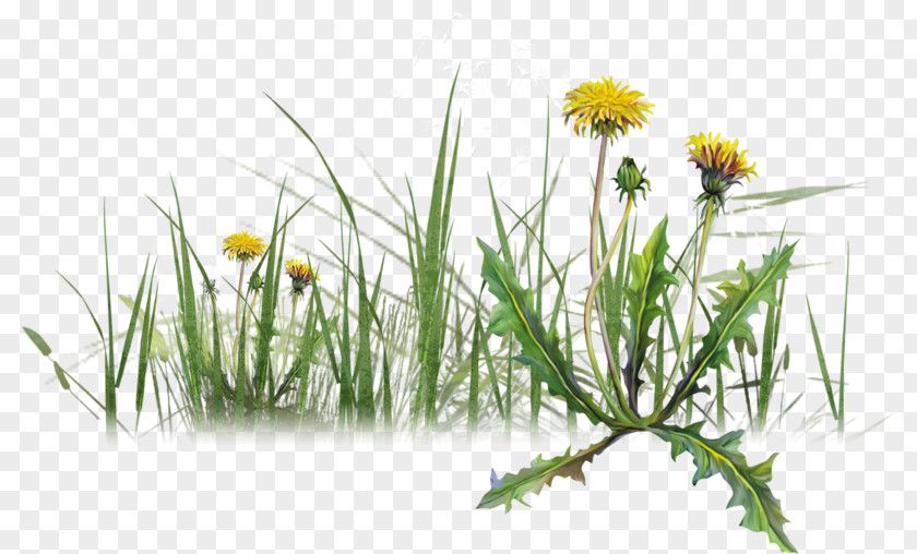 Dandelion Herbaceous Plant You Are Goddess LiveInternet Varenye PNG
