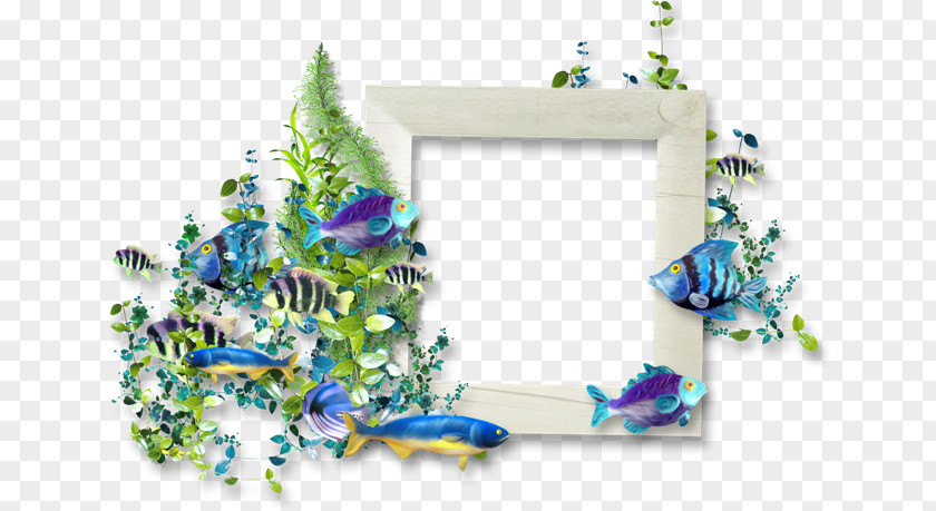 Design Picture Frames Photography PNG