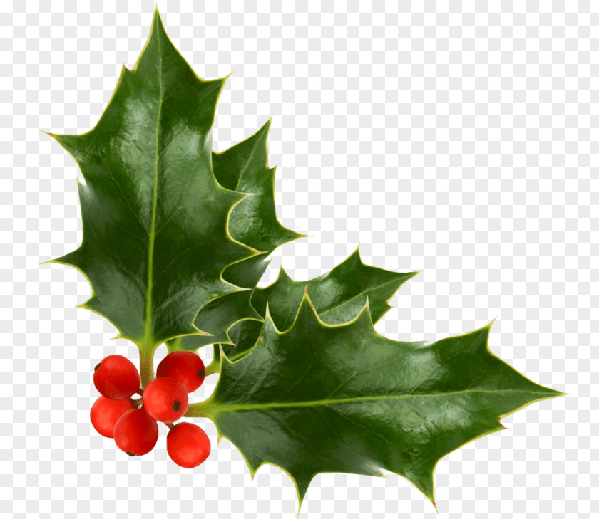 Hollyleaf Cherry Plane Holly PNG