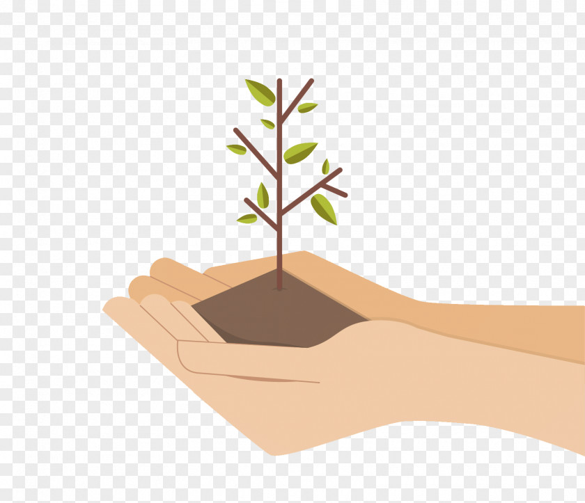 Money Tree Plant PNG