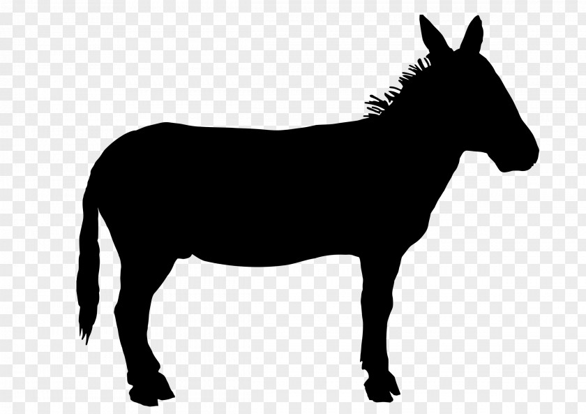 Mule Mustang Stallion Colt Halter PNG