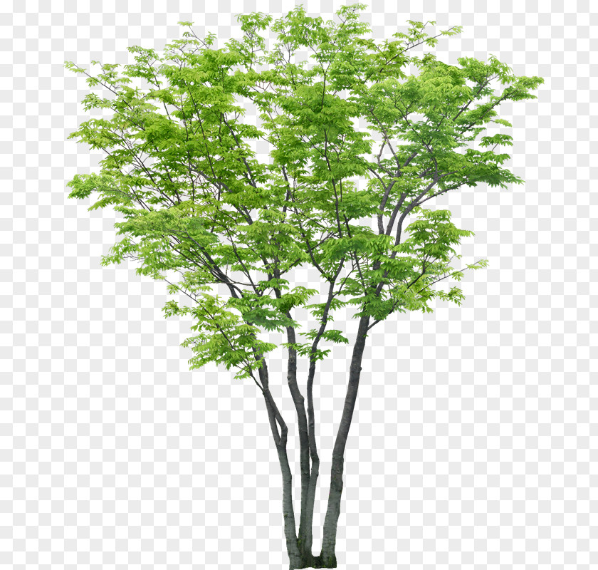 Tree Clip Art Adobe Photoshop .dwg PNG