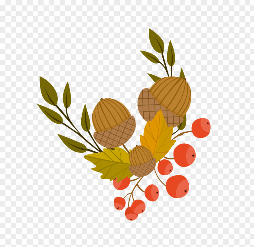 Acorn Autumn Leaf Color Illustration PNG