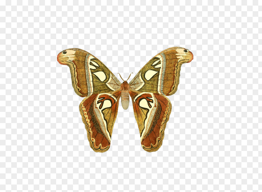 Butterfly Options Strategies Binary Option Trading Strategy PNG