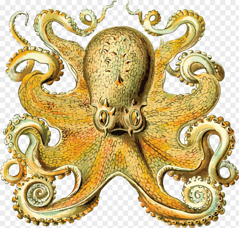 Clipart Octopus Art Forms In Nature Cephalopod Orchidae Squid PNG