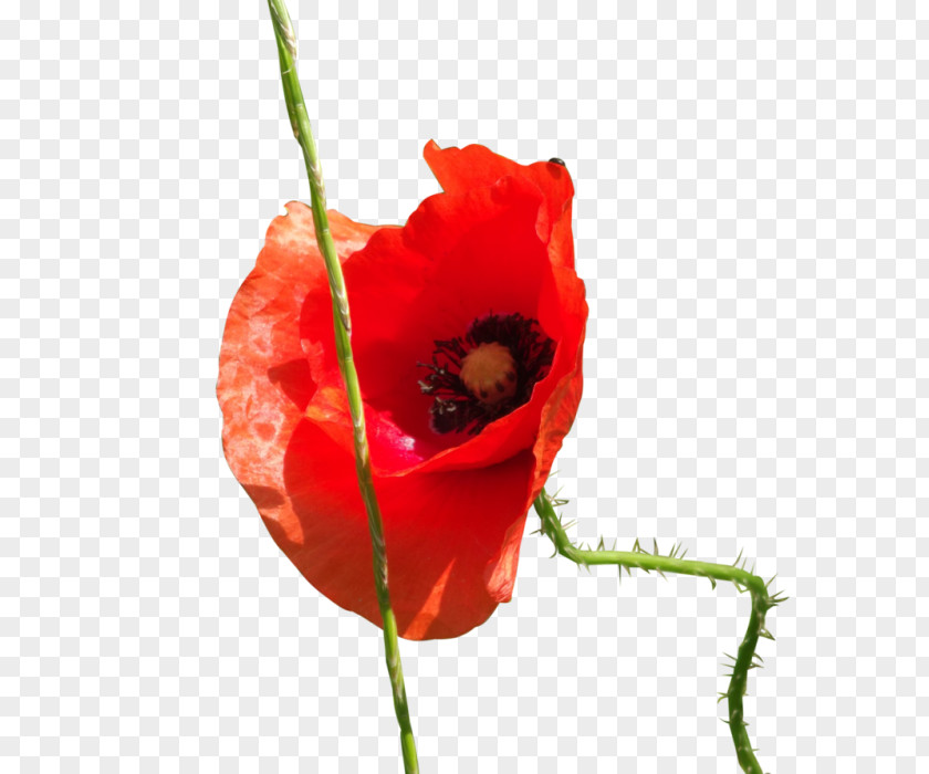 Flower Common Poppy Cut Flowers Poppies PNG