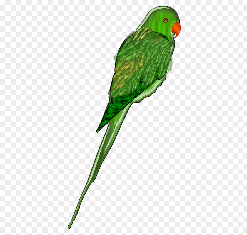 Parrot Clipart Bird Budgerigar Clip Art PNG