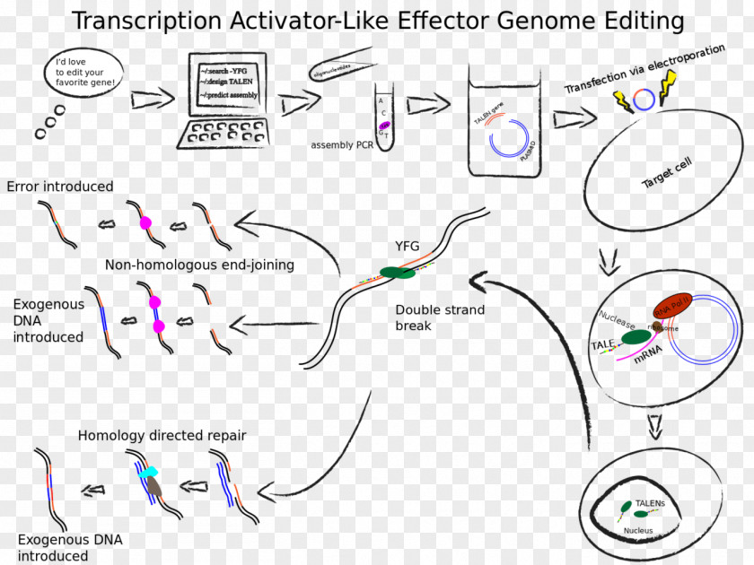 Transcription Activator-like Effector Nuclease Genome Editing Immune Checkpoint Genetics PNG