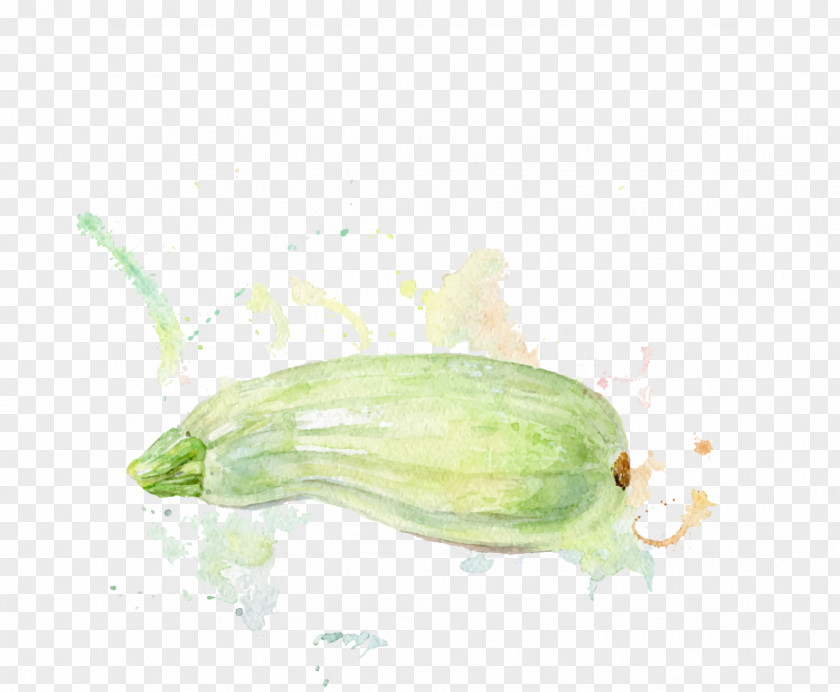 Vegetables Vector Material Cucumber Zucchini Melon Watercolor Painting Illustration PNG