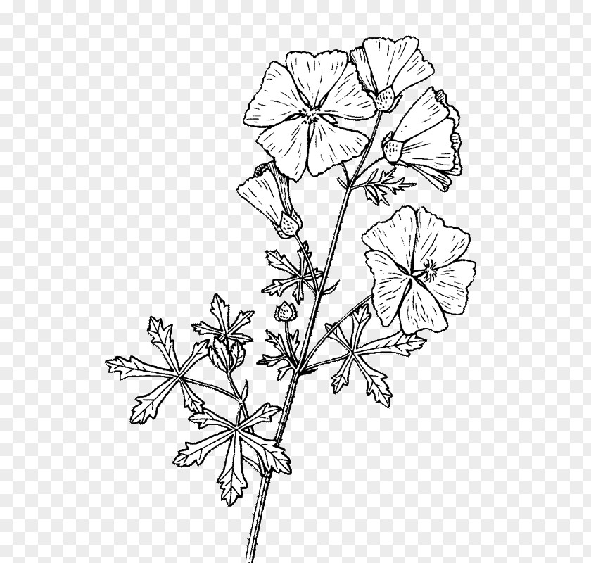 Wawes Twig Floral Design Cut Flowers Plant Stem PNG
