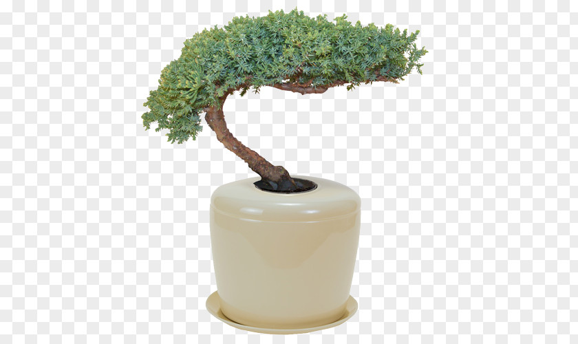 Bonsai Bestattungsurne Flowerpot Cremation PNG