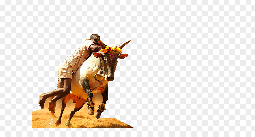 Bull Jallikattu Milk PNG