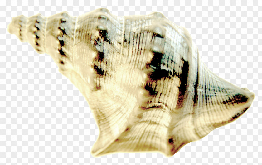 Conch Pattern Seashell Conchology PNG