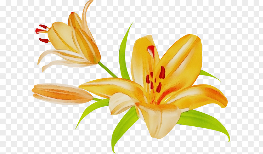 Orange Lily Day-lily Madonna Plant Stem Petal PNG