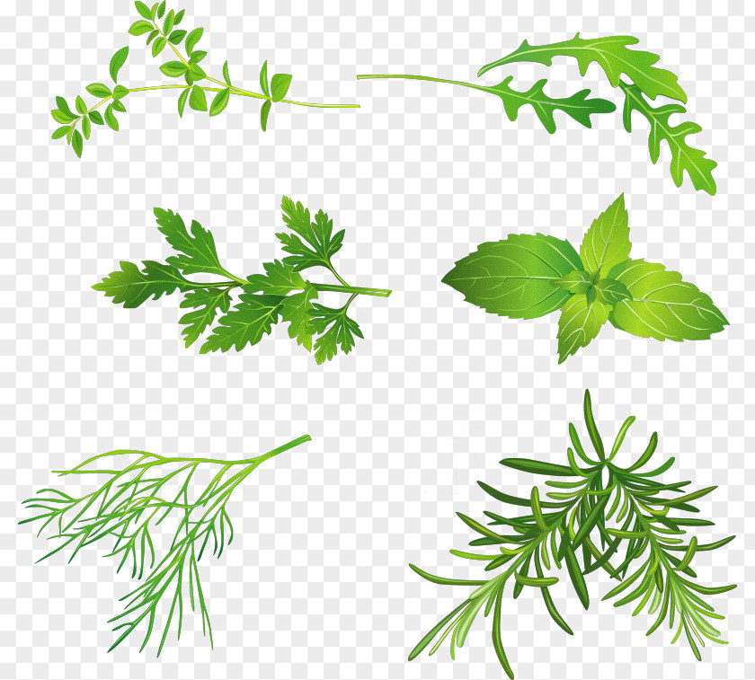 Plant Herb Mints Coriander Basil Peppermint PNG