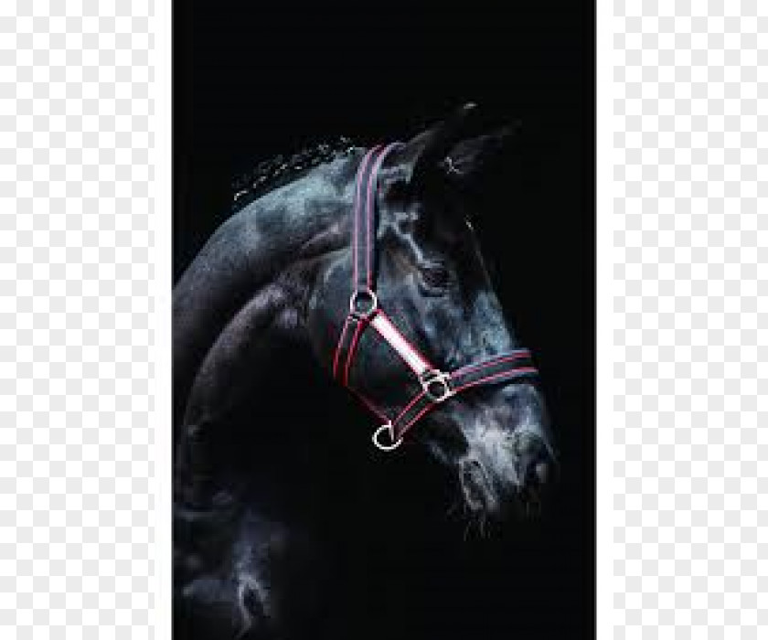 Rambo Halter Horse Pony Bridle PNG