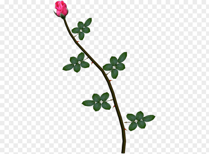 Rose Pink Plant Stem Vine PNG