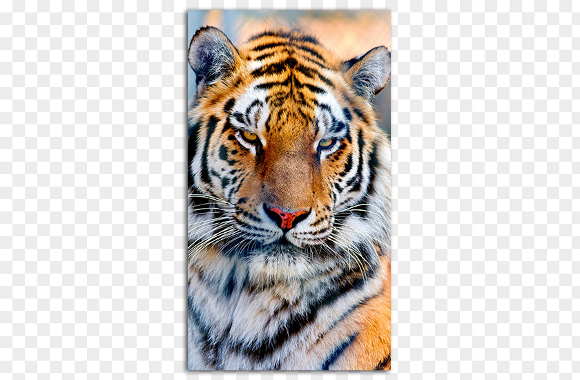 Mobile Phone Screensavers White Tiger Whiskers Cat Jaguar PNG