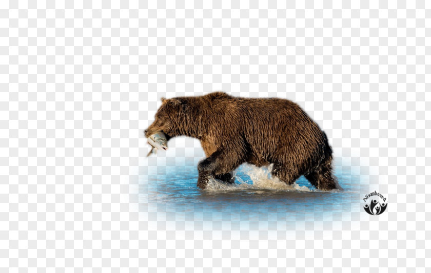 Bear Grizzly Brown Terrestrial Animal Wildlife PNG